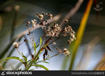 Deflorate flowers. Flower with spider web. Deflorate flower on a grass. Meadow with rural flowers. Wild nature flowers on field.