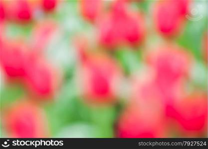Defocus of fresh colorful tulip