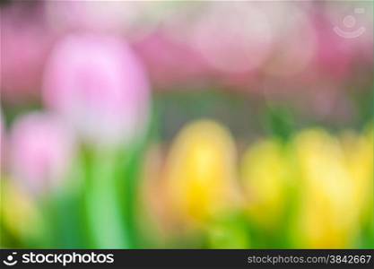 Defocus of fresh colorful tulip with bokeh background