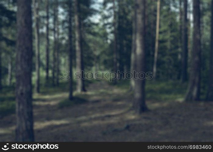 Defocused background for text copy of a earth colored fir forest footpath through the wilderness with many tall tree trunks around - Concept of exploration, hiking and camping.. Defocused background for text copy of a earth colored fir forest footpath through the wilderness with many tall tree trunks around - Concept of exploration, hiking and camping