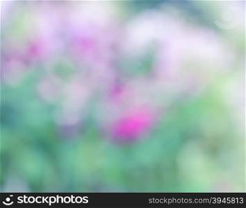 Defocused colorful flowers for abstract background