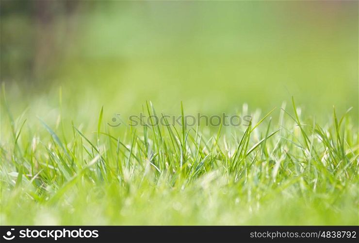 Defocused grass on field in spring time