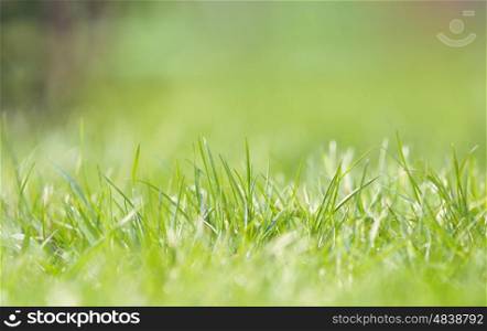 Defocused grass on field in spring time