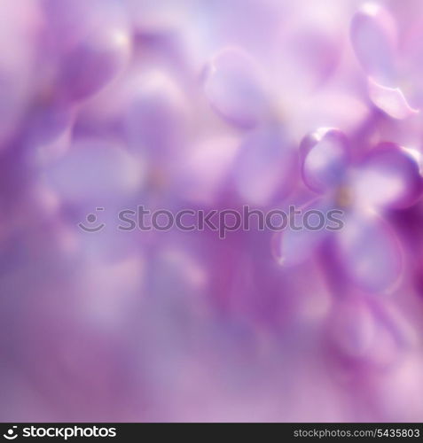 Defocused lilac background close up. Abstract background for desing.