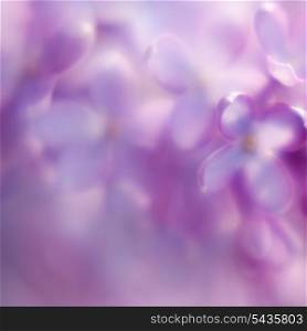 Defocused lilac background close up. Abstract background for desing.