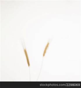defocused wheat ears spikelets with grains white background