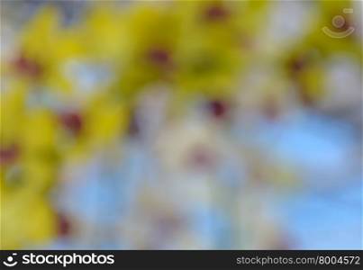 Defocused yellow flowers for abstract background