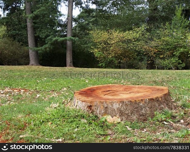 Deforestation concept with a tree stump in a green forest.