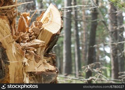 Deforestation. Splitting wood in the forest