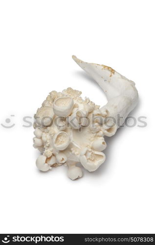 Deformed Shimeji mushroom on white background