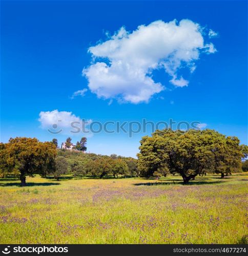 Dehesa grassland by via de la Plata way of Spain in Andalusia
