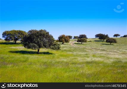 Dehesa grassland by via de la Plata way of Spain in Andalusia