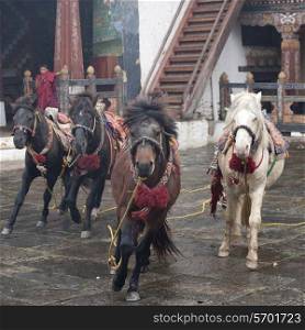 Deities Horses, Trongsa District, Trongsa Dzong