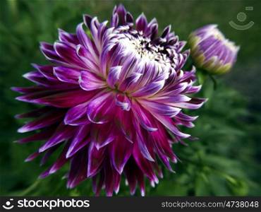 dekorative_Dahlie-lilaweiss. decorative dahlia purple and white in summer