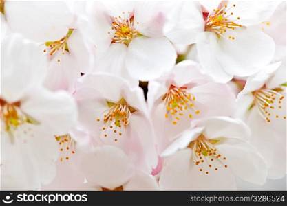 Delicate apple tree blossoms in spring close up