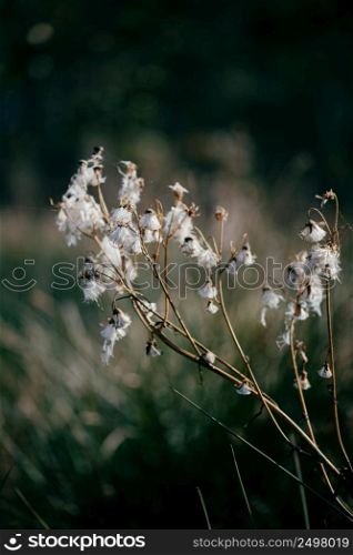 Delicate autumn dry plant with light white cotton like pappus seeds.