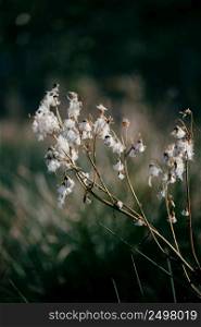 Delicate autumn dry plant with light white cotton like pappus seeds.