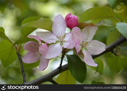 Delicate blossoming single flower on a tree branch. flower on tree