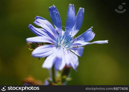 Delicate blue flower on a green background