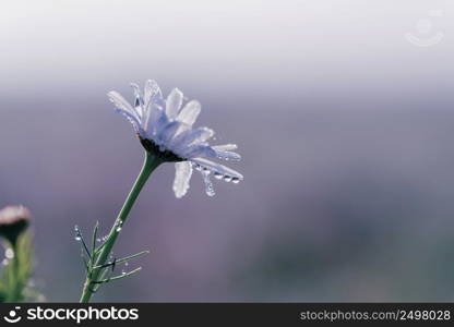 Delicate chamomile flower with tiny morning dew water drops on petals macro