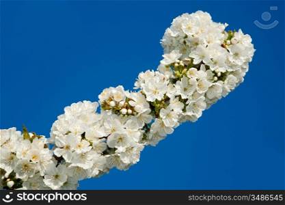 Delicate cherry blossom branch on the blue sky
