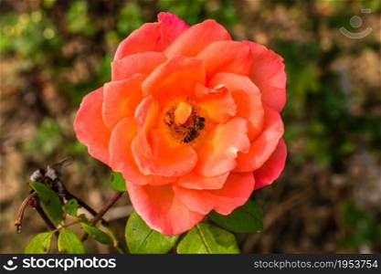 Delicate colorful rose isolated in garden with copy space. Rose isolated background wallpaper.