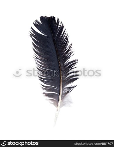 Delicate crow feather against white background