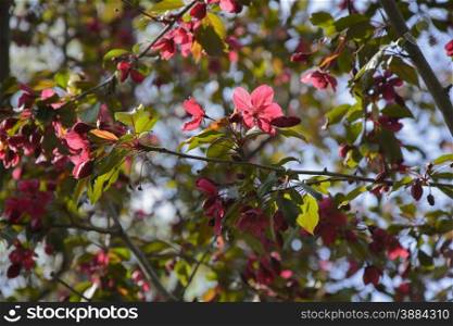 Delicate flower blooming on a tree branch on a sunny day . Delicate flower blooming on a tree