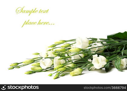 delicate flower on a white background