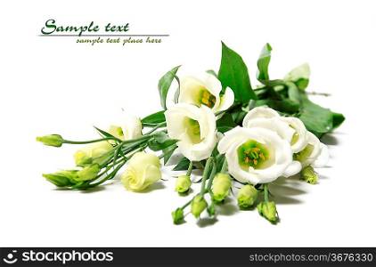 delicate flower on a white background