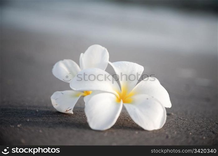 Delicate flowers on the beach. Nature collection.