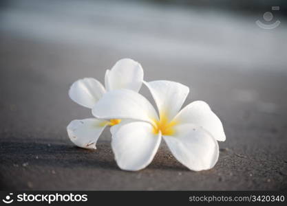 Delicate flowers on the beach. Nature collection.