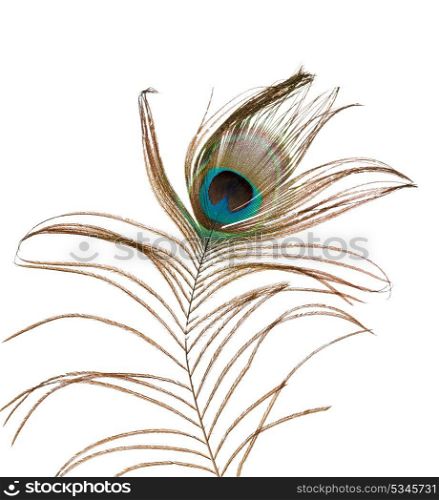 Delicate peacock feather isolated on a white background