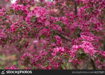 Delicate pink crabapples blossom in spring
