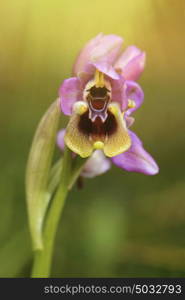 Delicate pink orchid in nature with defocused background