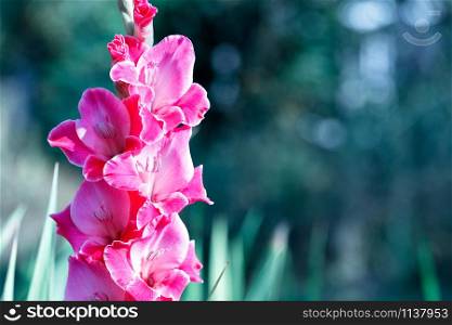 Delicate pink-red gladioli with velvet petals in the rays of soft sunlight bloom in the garden against a background of green leaves, image with copy space.. Delicate pink-red nice gladioli blooming in the summer garden.