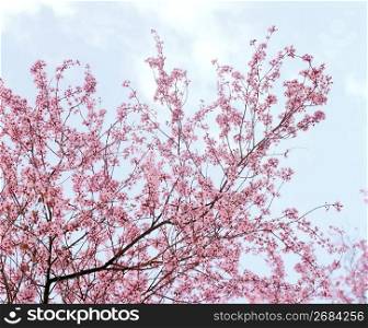Delicate pink spring blossoms on flowering tree