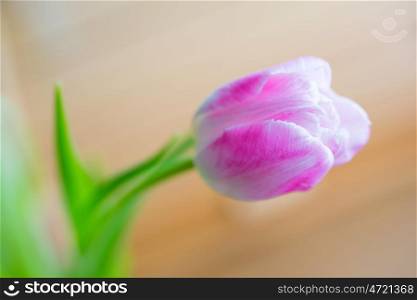 Delicate pink tulip on soft wooden background with copyspace
