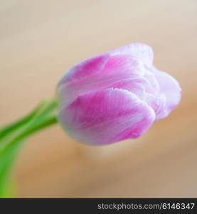 Delicate pink tulip on soft wooden background with copyspace