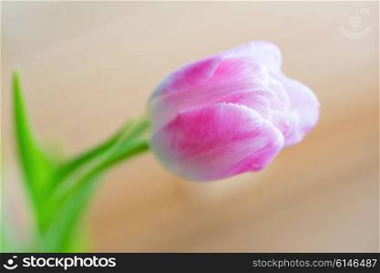 Delicate pink tulip on soft wooden background with copyspace