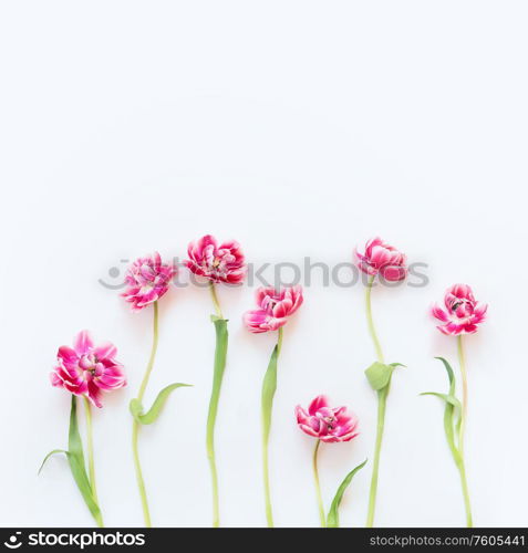 Delicate pink tulips with stems and leaves on white background. Floral border. Springtime concept. Mother day greeting card. Beauty