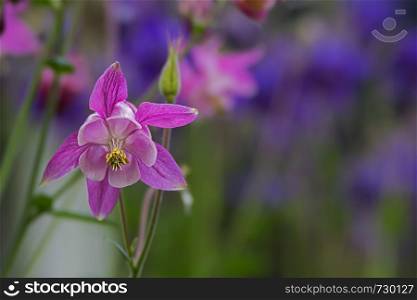 delicate purple blossom of a columbine blurred background