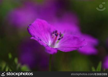 Delicate purple flower on a green background