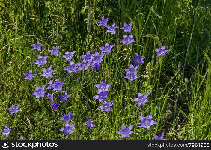 Delicate purple wildflower harebell (Campanula patula) on meadow, Plana mountain, Bulgaria