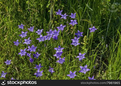 Delicate purple wildflower harebell (Campanula patula) on meadow, Plana mountain, Bulgaria