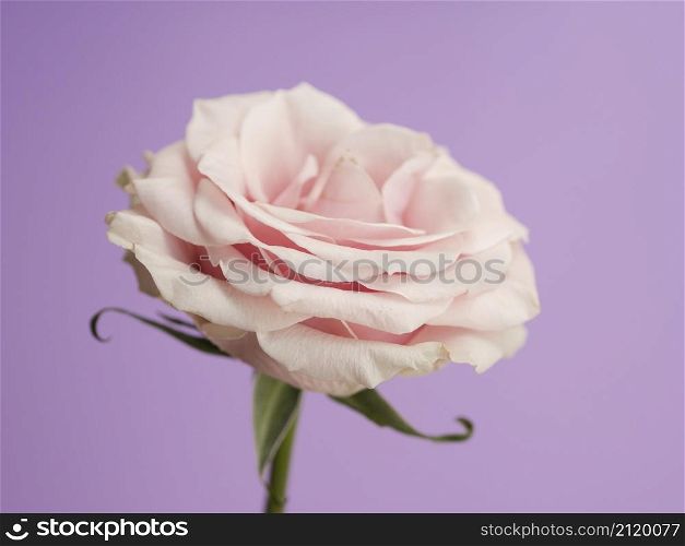 delicate rose purple background