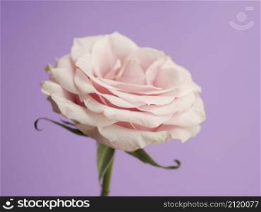 delicate rose purple background