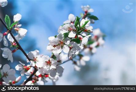 Delicate spring floral background with copy space - white flowers of blooming Nanking cherry or Chinese dwarf cherry closeup against the light blue sky. Soft blurred filter, selective focus.
