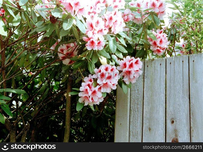 Delicate summer flower blossoms on bush near wooden fence