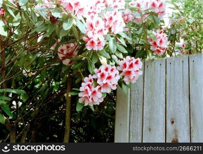 Delicate summer flower blossoms on bush near wooden fence